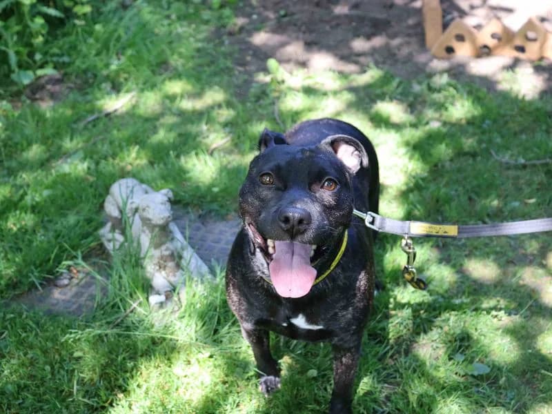 Callie, female 4yo Staffordshire Bull Terrier for adoption at Dogs Trust Glasgow, Glasgow
