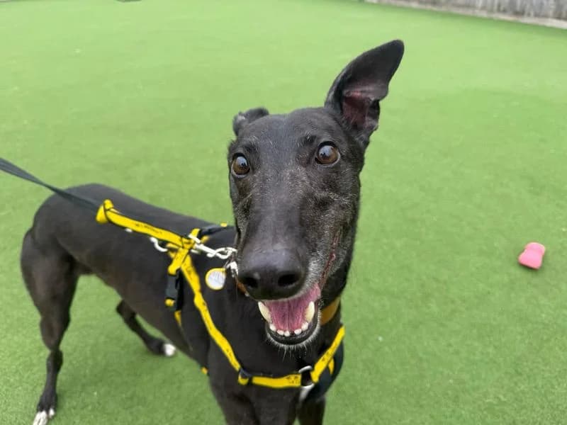 Benedict, male senior Greyhound for adoption at Dogs Trust Glasgow, Glasgow