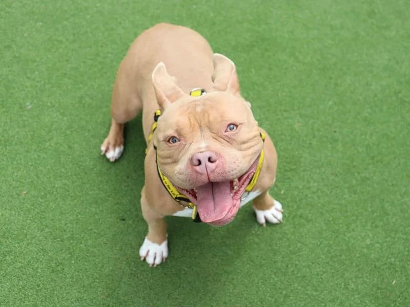 Mango, female 4yo Staffordshire Bull Terrier for adoption at Dogs Trust Glasgow, Glasgow