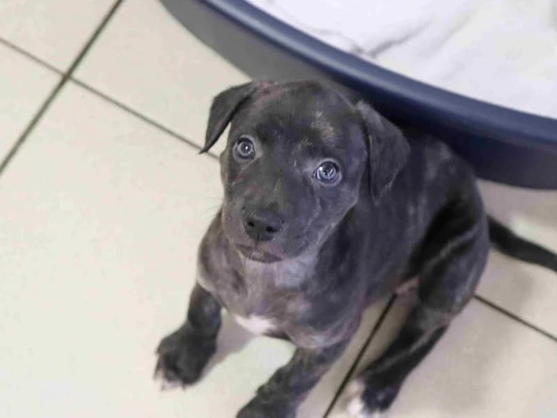 Croissant, female puppy English Bulldog for adoption at Dogs Trust Glasgow, Glasgow