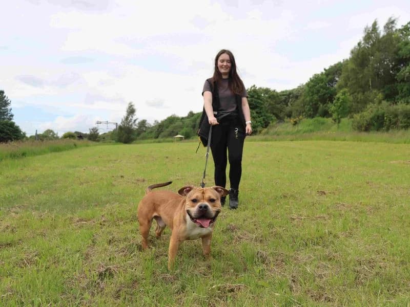 Rigatoni, male young Staffordshire Bull Terrier for adoption at Dogs Trust Glasgow, Glasgow