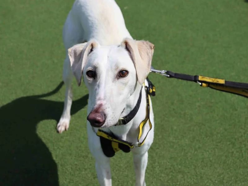 Rico, male young mixed breed for adoption at Dogs Trust Glasgow, Glasgow
