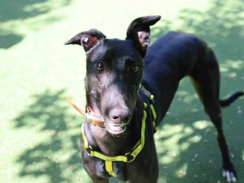Sam, male young Greyhound for adoption at Dogs Trust Glasgow, Glasgow