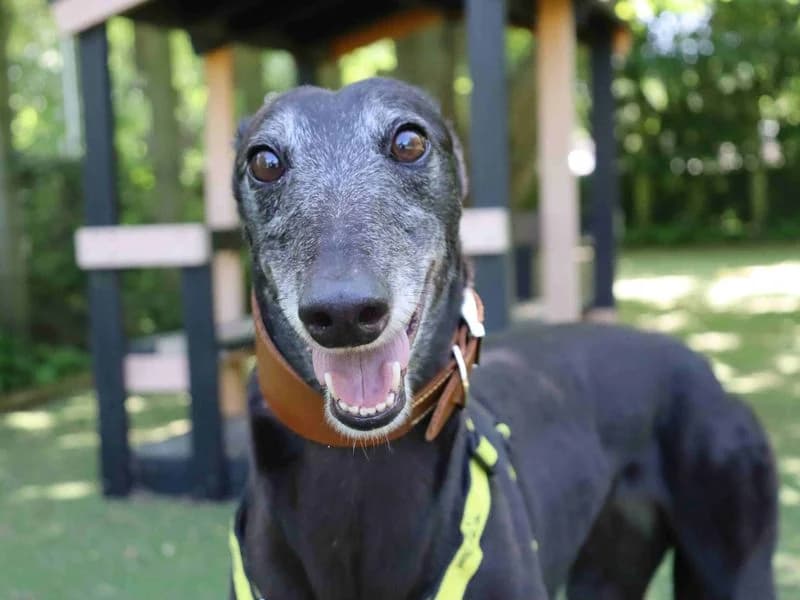 Rose, Greyhound (Dogs Trust Glasgow)