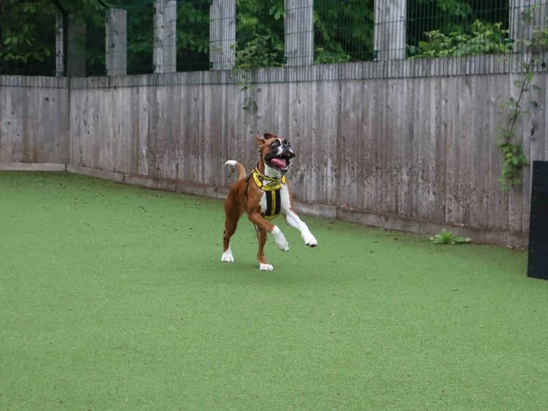 Skye,  (Dogs Trust Glasgow)