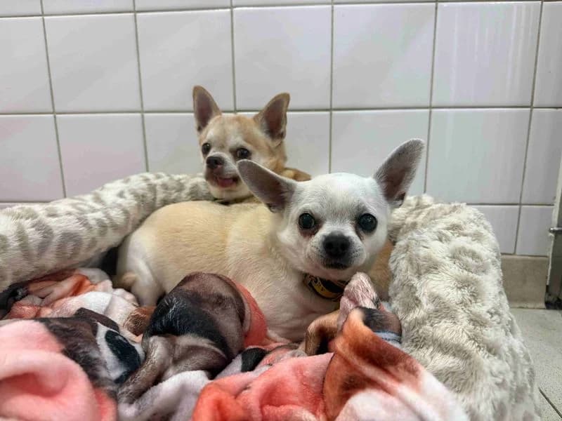 Daisy & Harley, female senior Chihuahua for adoption at Dogs Trust Glasgow, Glasgow