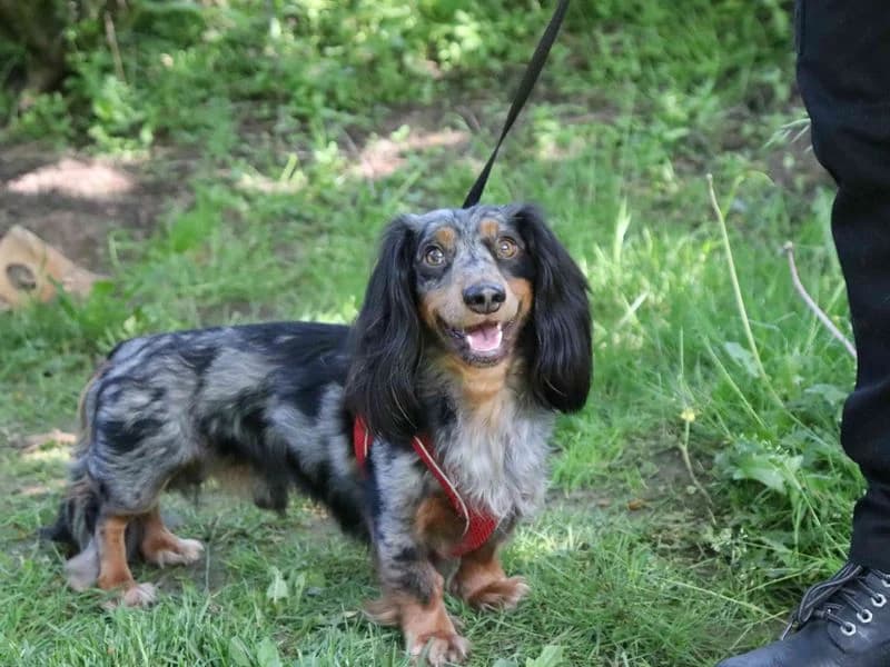 Arlo,  (Dogs Trust Glasgow)