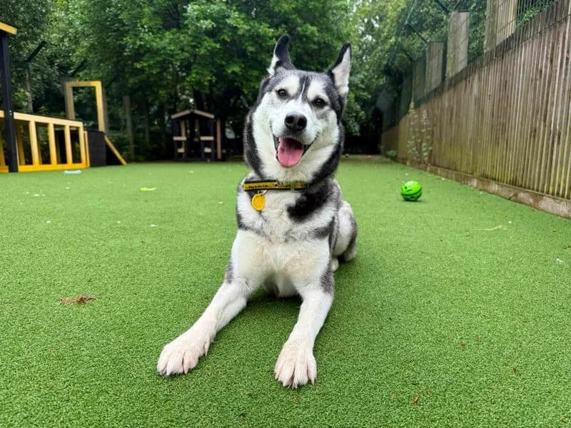 Sakura, female 3yo Husky for adoption at Dogs Trust Glasgow, Glasgow