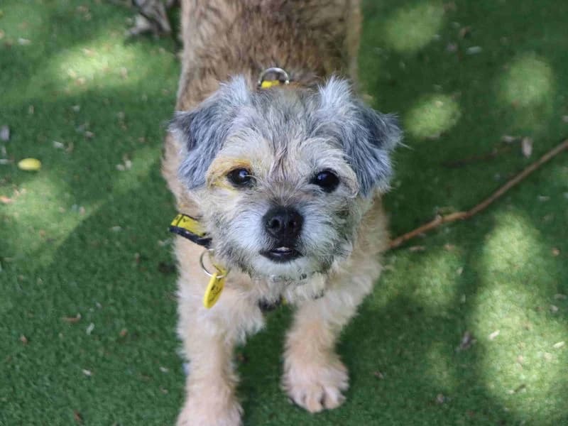 Honey, female senior Border Collie for adoption at Dogs Trust Glasgow, Glasgow