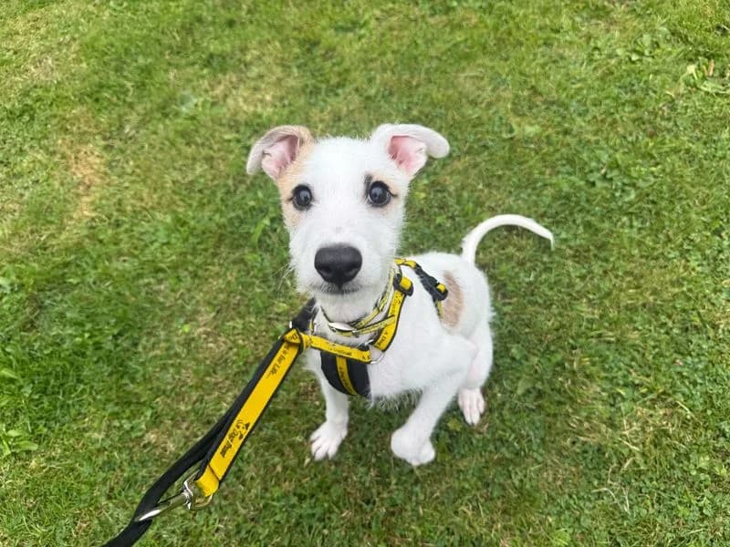Loco, male puppy Lurcher for adoption at Dogs Trust Glasgow, Glasgow