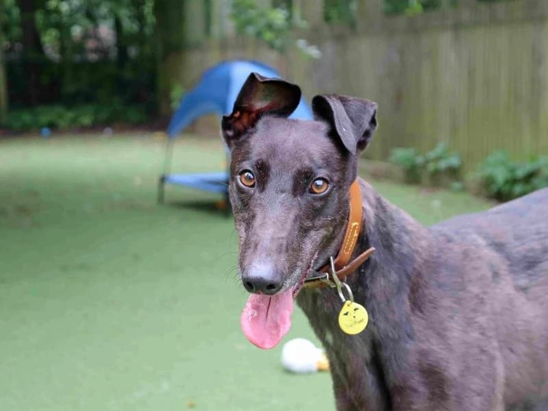 Sunset, female 3yo Greyhound for adoption at Dogs Trust Glasgow, Glasgow