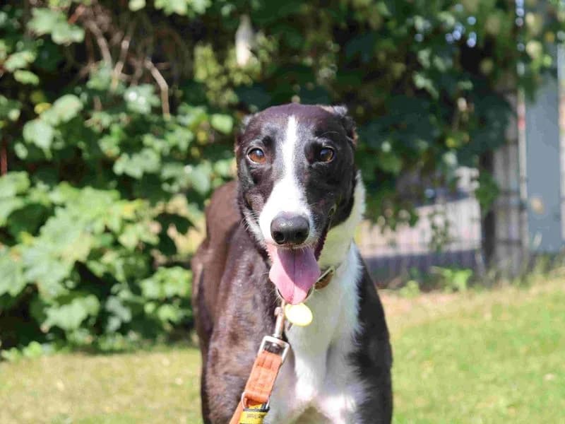 Thistle, female 3yo Greyhound for adoption at Dogs Trust Glasgow, Glasgow