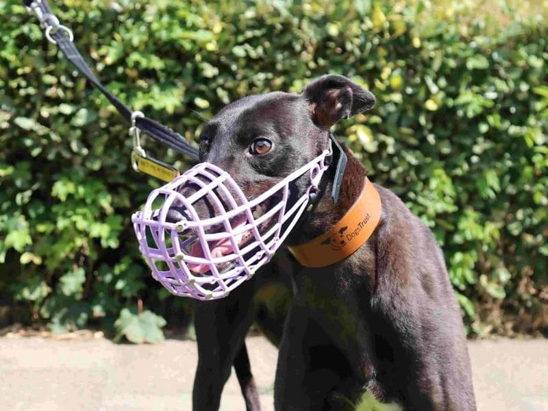 Erica, female 5yo Greyhound for adoption at Dogs Trust Glasgow, Glasgow