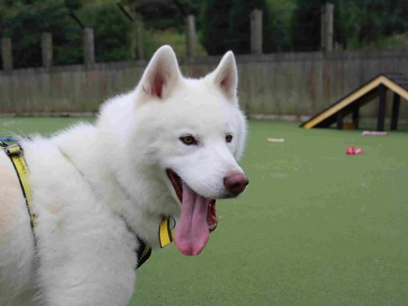 Nevada, male 3yo Husky for adoption at Dogs Trust Glasgow, Glasgow