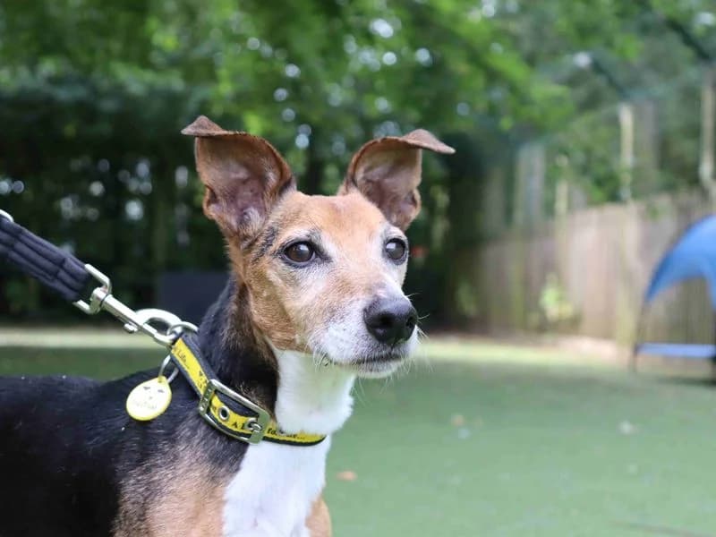 Ferb, Jack Russell Terrier (Dogs Trust Glasgow)