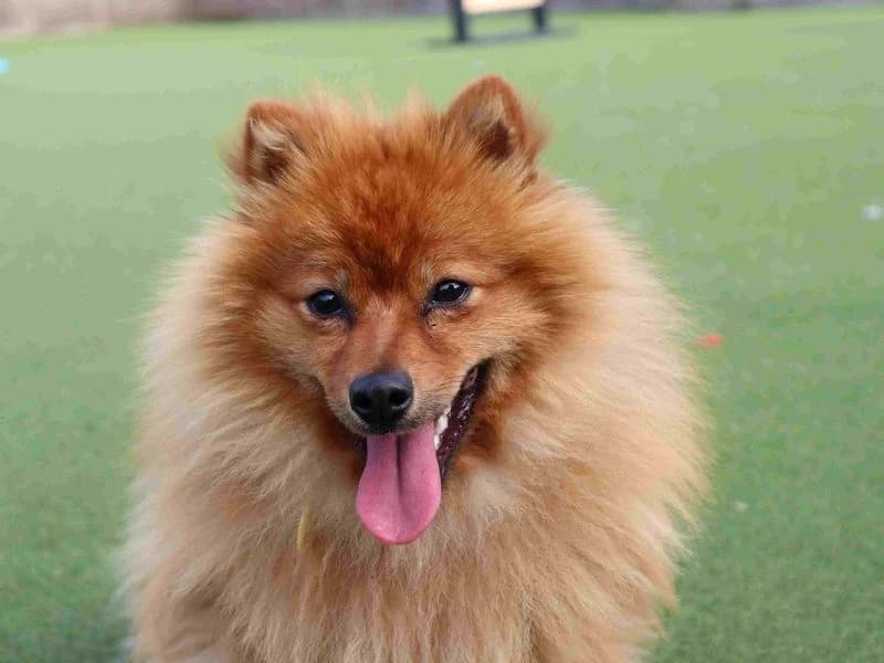 Phineas, male young Pomeranian for adoption at Dogs Trust Glasgow, Glasgow