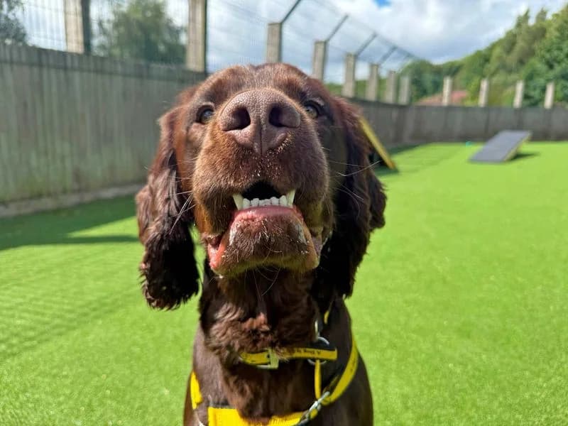 Teddy, male young Cocker Spaniel for adoption at Dogs Trust Glasgow, Glasgow