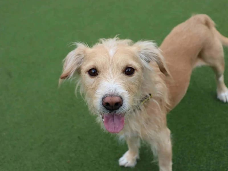 Scrappy, male senior Jack Russell Terrier for adoption at Dogs Trust Glasgow, Glasgow