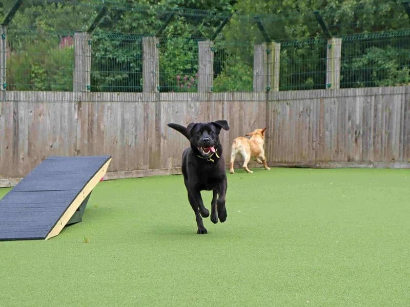 Morpheus, male young Labrador Retriever for adoption at Dogs Trust Glasgow, Glasgow