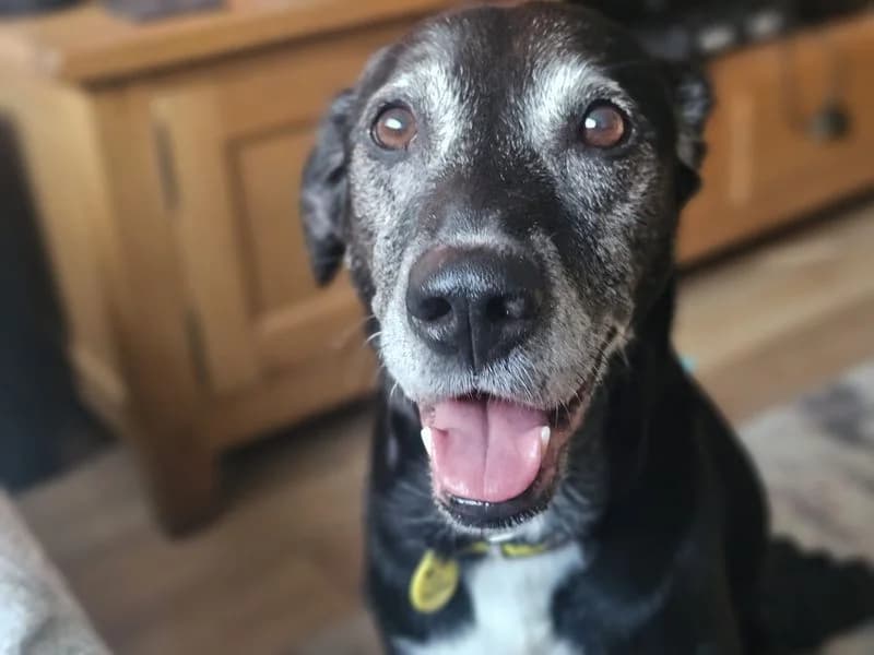 Arthur, male senior Labrador Retriever for adoption at Dogs Trust Glasgow, Glasgow