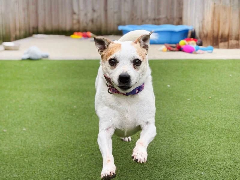 Darcey, female senior Jack Russell Terrier for adoption at Dogs Trust Leeds, Leeds