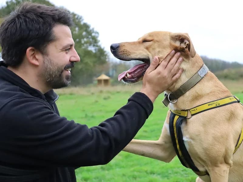 Nuche, male young mixed breed for adoption at Dogs Trust Leeds, Leeds