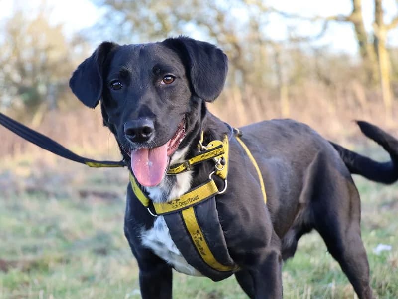Billy, male young mixed breed for adoption at Dogs Trust Leeds, Leeds