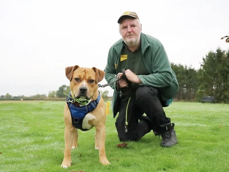 Otis, male young Staffordshire Bull Terrier for adoption at Dogs Trust Leeds, Leeds