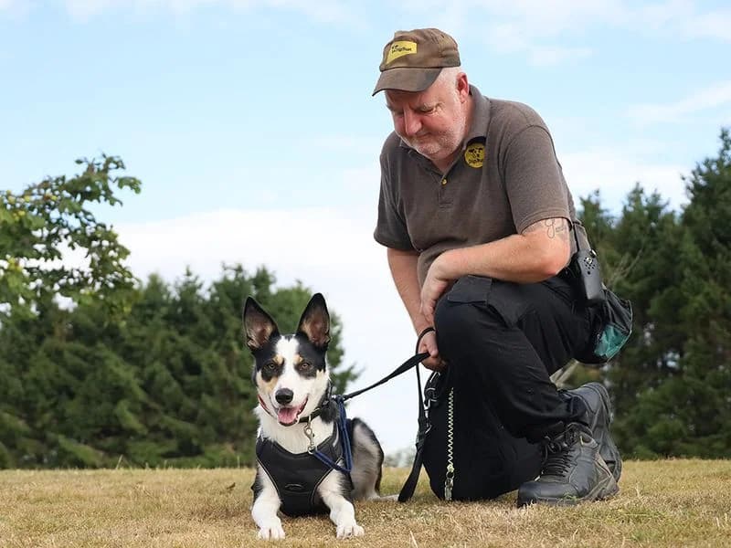 Ollie, male young Border Collie for adoption at Dogs Trust Leeds, Leeds