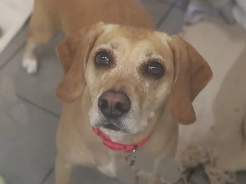 Sally, female 7yo Pointer for adoption at Dogs Trust Leeds, Leeds