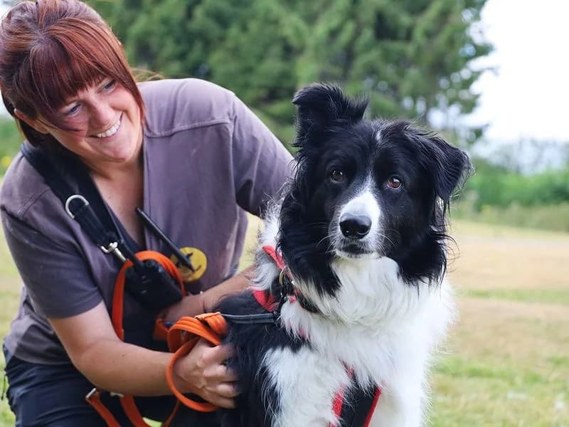 Malone, male 6yo Border Collie for adoption at Dogs Trust Leeds, Leeds