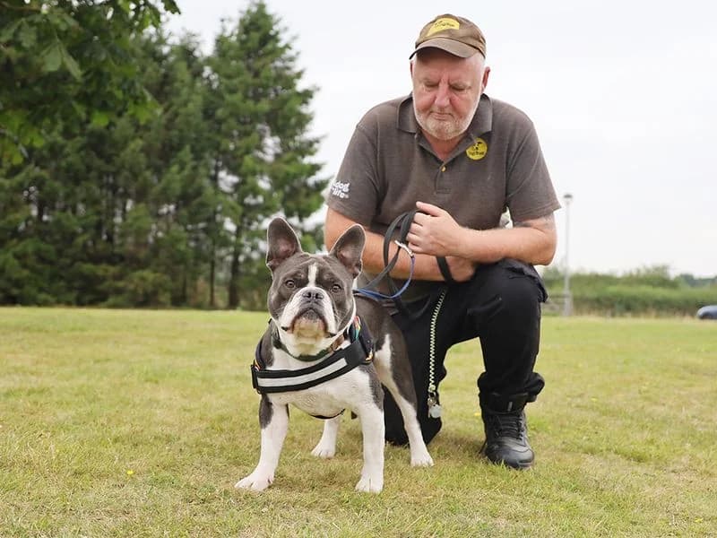 Pippin, male young English Bulldog for adoption at Dogs Trust Leeds, Leeds