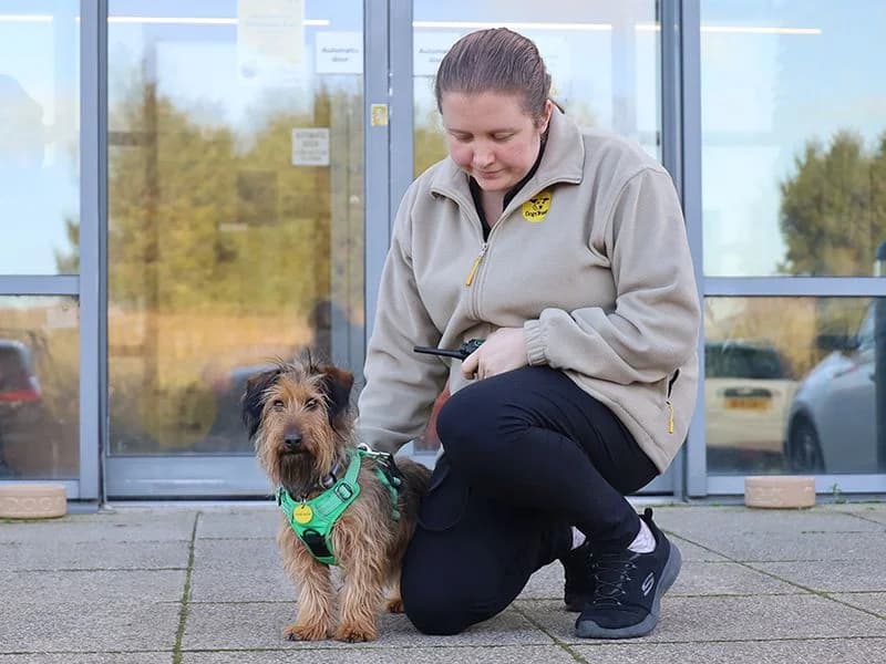 Bernard, male 6yo mixed breed for adoption at Dogs Trust Leeds, Leeds