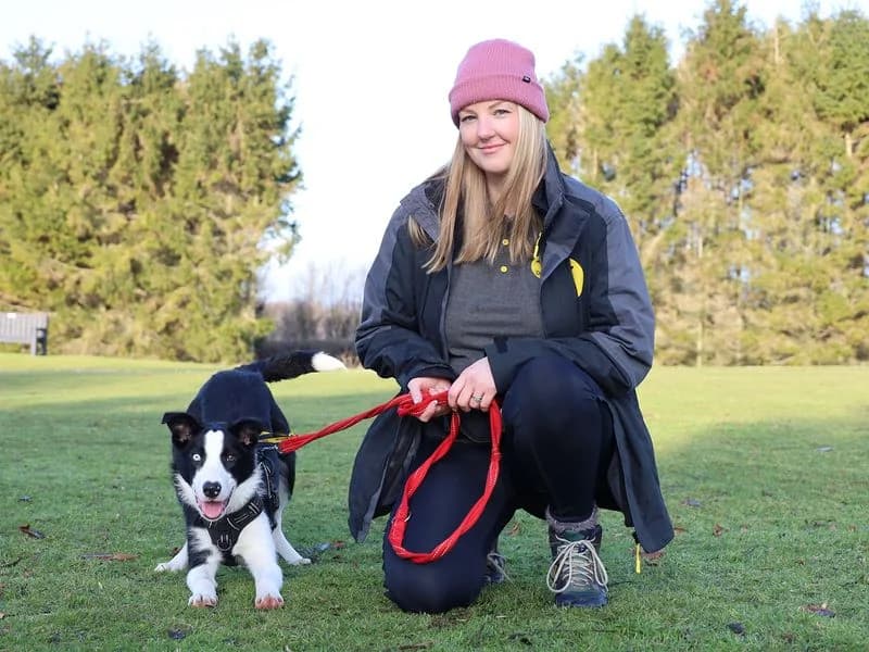 Blue, male puppy Border Collie for adoption at Dogs Trust Leeds, Leeds