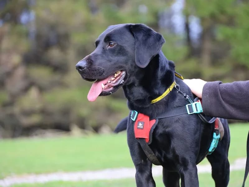 Bollo, male 3yo Labrador Retriever for adoption at Dogs Trust Leeds, Leeds