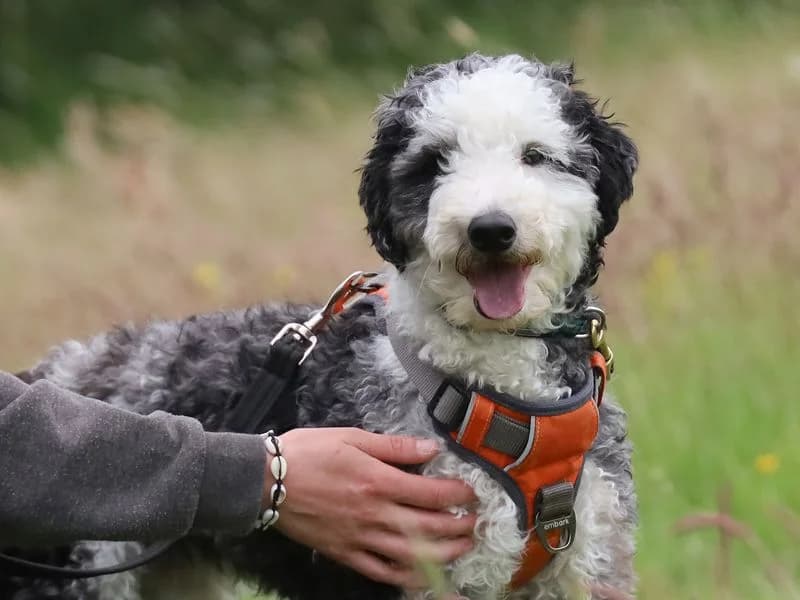 Panda, male 4yo Poodle for adoption at Dogs Trust Leeds, Leeds