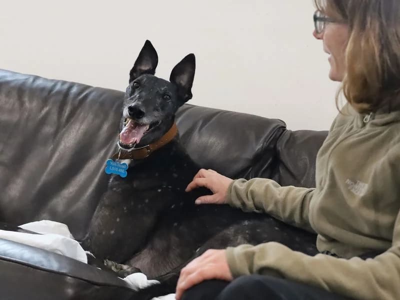 Herbie, male young Greyhound for adoption at Dogs Trust Leeds, Leeds