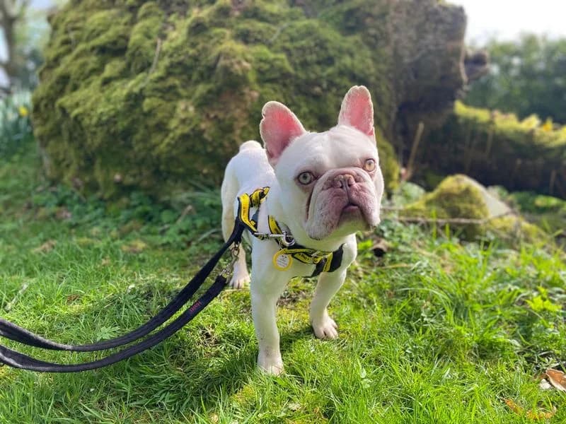 Jasper, male 3yo English Bulldog for adoption at Dogs Trust Leeds, Leeds