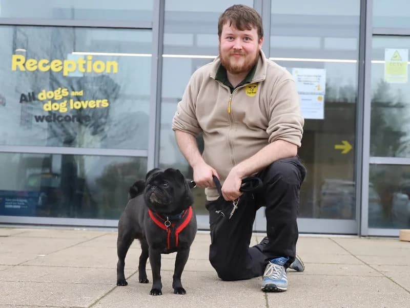 Benji, male 5yo Pug for adoption at Dogs Trust Leeds, Leeds