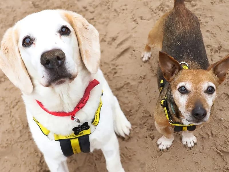 Zuko, male senior Jack Russell Terrier for adoption at Dogs Trust Leeds, Leeds