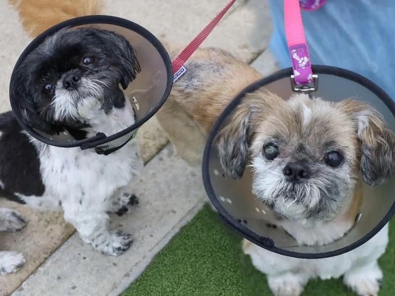 Bobbie and Connie, male senior Shih Tzu for adoption at Dogs Trust Leeds, Leeds