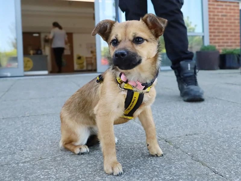 Presley, female puppy mixed breed for adoption at Dogs Trust Leeds, Leeds