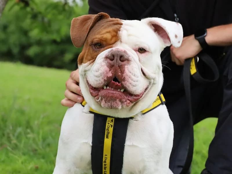 Pablo, male young English Bulldog for adoption at Dogs Trust Leeds, Leeds