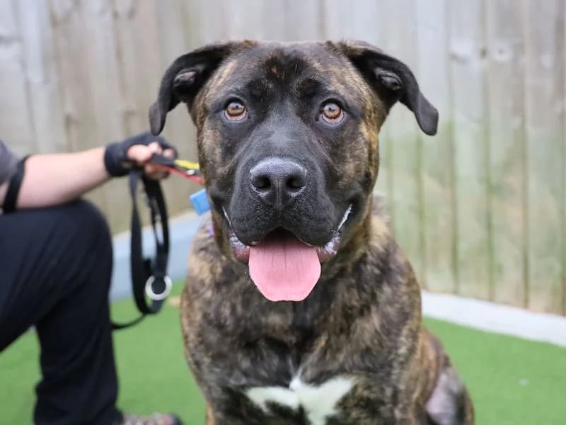 Bonzo, male puppy Staffordshire Bull Terrier for adoption at Dogs Trust Leeds, Leeds