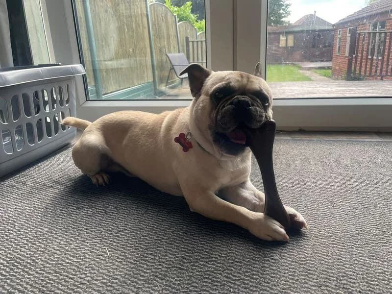 Teddy, male 6yo Pug for adoption at Dogs Trust Leeds, Leeds