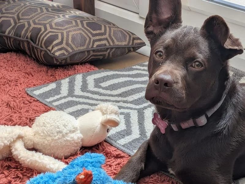 Nova, female puppy mixed breed for adoption at Dogs Trust Leeds, Leeds