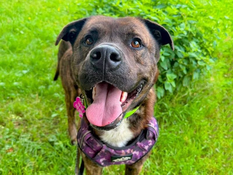 Kongbear, male 3yo English Bulldog for adoption at Dogs Trust Leeds, Leeds