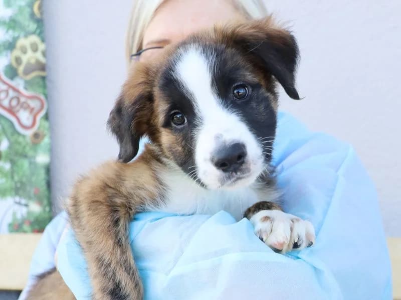 Jonathan, male puppy Husky for adoption at Dogs Trust Leeds, Leeds