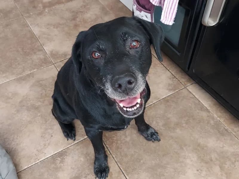 Ebony, female senior Labrador Retriever for adoption at Dogs Trust Leeds, Leeds