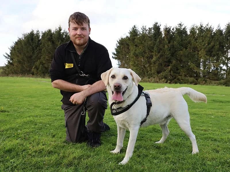 Henry, male Labrador Retriever for adoption at Dogs Trust Leeds, Leeds